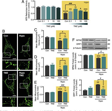 Figure From Inhibition Of Mitochondrial Fission Prevents Hypoxia