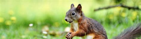 Top 12 Smartest Animals In The World That Will Impress You