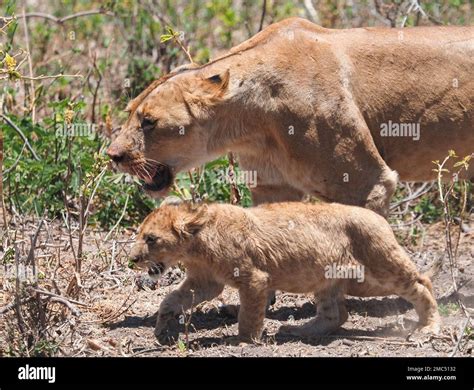 September Tanzania Nyabogati A Lioness Panthera Leo Walks