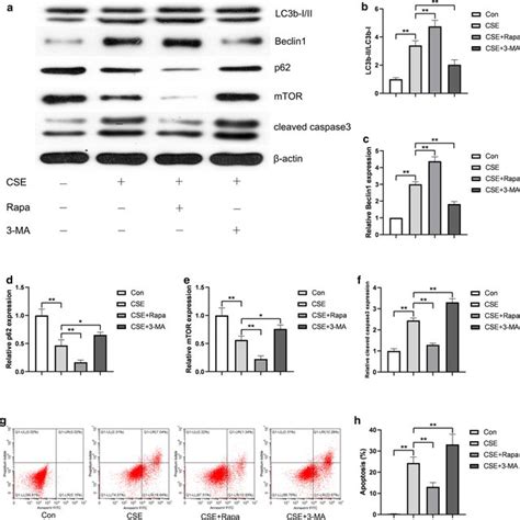 Effect Of Autophagy On CSE Induced Endothelial Apoptosis In HUVECs