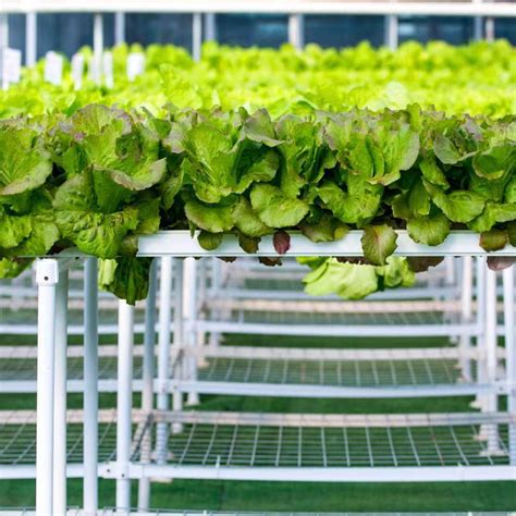 Film Glass Ecological Tunnel Venlo Greenhouse With Seedbed Green Plant