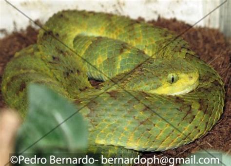 Atheris squamigera | The Reptile Database