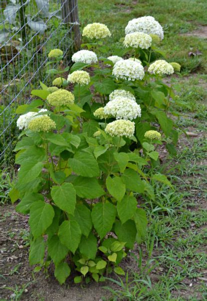 The Never Fail Annabelle Hydrangea