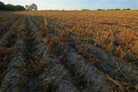 Un Agriculteur Peut Perdre Le Bail De Ses Terres Sil Ne Respecte Pas