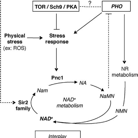 Interactions Of Nad Metabolism And Multiple Cellular Signaling