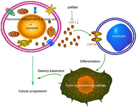 Csf1 Is Involved In Breast Cancer Progression Through Inducing Monocyte Differentiation And Homing