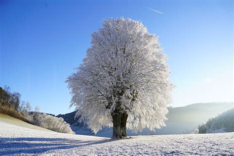 壁紙、冬、木、雪、自然、ダウンロード、写真