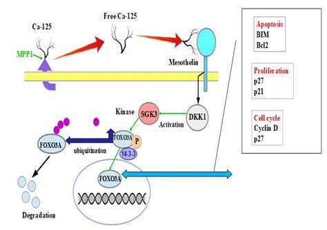 Cancers Free Full Text The Role Of Mesothelin Expression In Serous