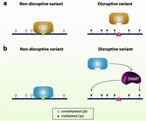 Mechanisms Underlying Cis MeQTL Effects A Passive Mechanism Under