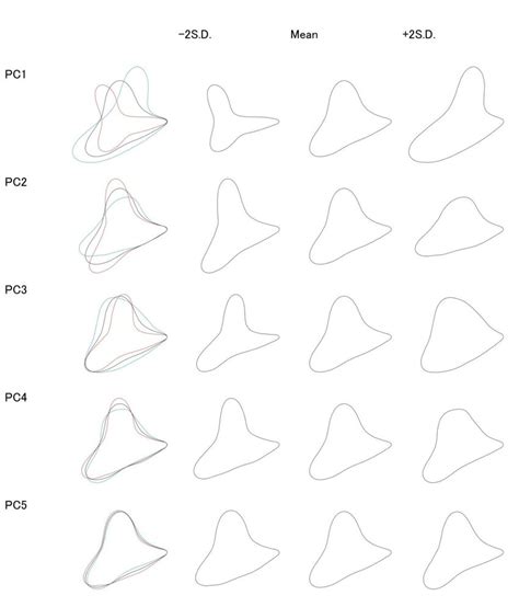 Visualization Of The Shape Variation Represented By The First Five