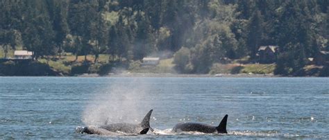 Tips For Whale Watching In The San Juan Islands Kenmore Air