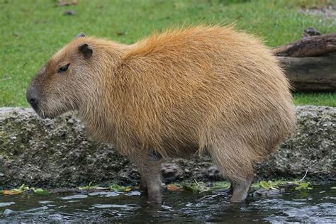 Largest Rodent Herbivores Rodent Capybara 12 Inch By 18 Inch Laminated