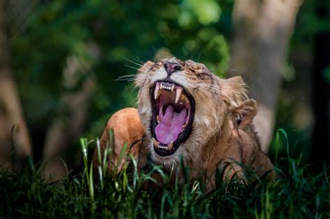 Premium Photo | Lion yawning