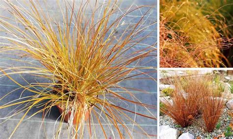 Carex Testacea Orange New Zealand Sedge Garden Plants Online