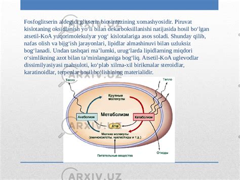 Moddalar Almashinuvi Metabolizm Tirik Organizmlardagi Plastik