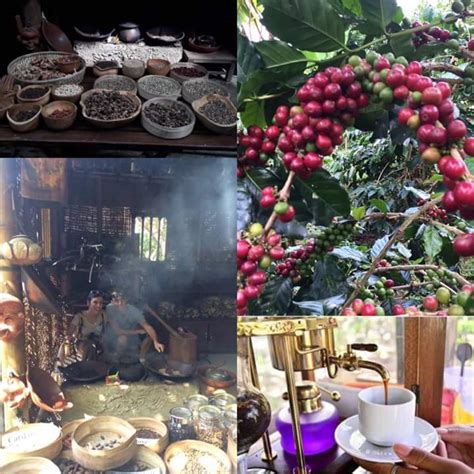 bagus bali: Luak coffee bali