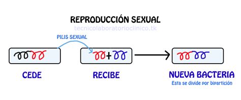 Técnico Laboratorio De Diagnóstico Clínico Reproducción Sexual