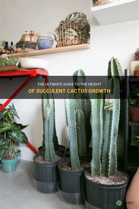 The Ultimate Guide To The Height Of Succulent Cactus Growth Shuncy