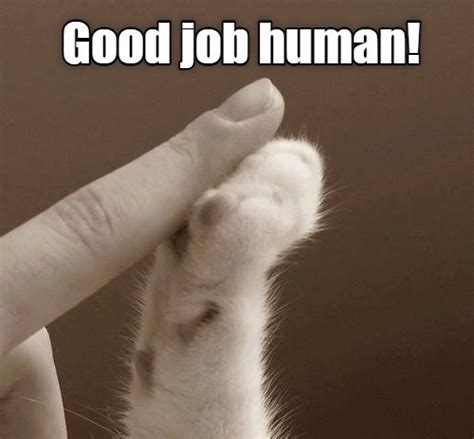 Good Job Lolcats Lol Cat Memes Funny Cats Funny Cat Pictures With Words On Them