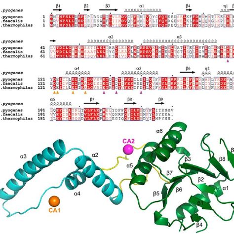 Sequence Alignment And Monomeric Structure Of S Pyogenes Csn A