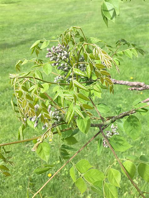 Kentucky Coffeetree Mt Lebanon PA