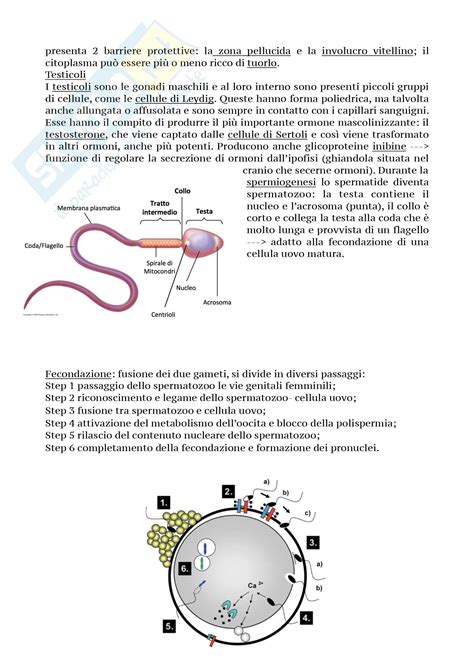 Biologia Della Cellula Appunti Di Citologia