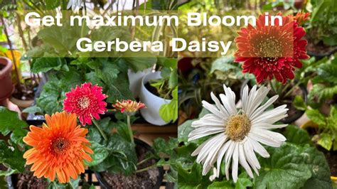 How To Grow And Care For Gerbera Daisy Repotting Propagation