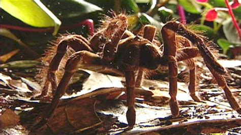 World's Largest Spider