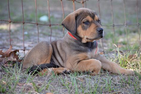 Doberman/ Heeler Puppies