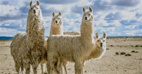 Behind The Scenes At A Llama Farm How They Operate 2024 Guide