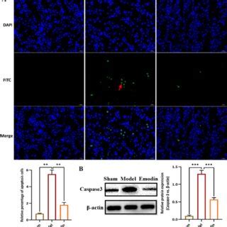 Emodin Inhibited The Apoptosis Of Renal Tubular Epithelial Cells In