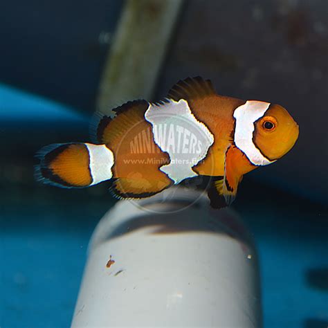 Amphiprion Ocellaris Naked Ocellaris Clownfish Shop MiniWaters FISH