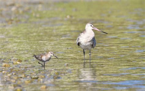 Barge Rousse VS Bécasseau variable La Barge rousse Limosa Flickr