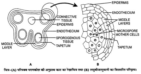 Chapter 2 Sexual Reproduction In Flowering Plants पुष्पी पादपों में