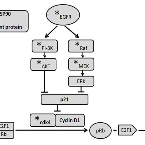 Signalling Mechanism Egfr Activates Pi K Akt And Ras Raf Erk