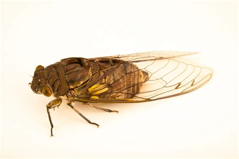 Giant Cicada