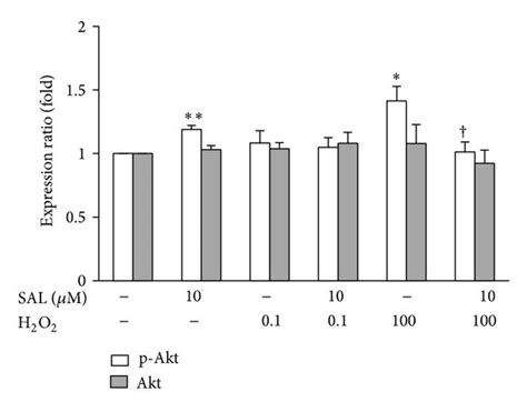 Effects Of Sal On H O Induced Activation Of Enos Ampk And Akt After