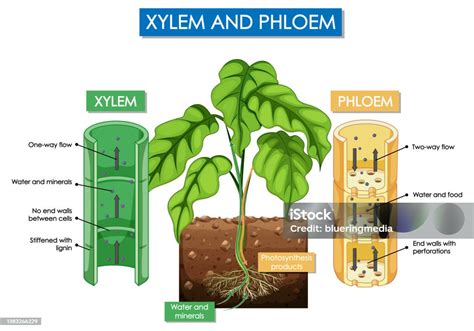 Diagram Yang Menunjukkan Tanaman Xilem Dan Floem Ilustrasi Stok Unduh