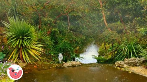 Sonido De Lluvia En El Bosque Con P Jaros Y R O Para Relajarse Y Dormir