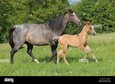 Quarter horse mare with foal Stock Photo - Alamy