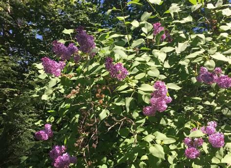 How to Plant a Lilac Hedge | Family Food Garden