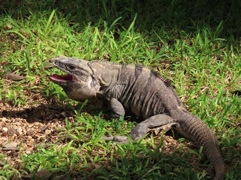 Black Spiny Tailed Iguana From Solidaridad Mx Qr Mx On December