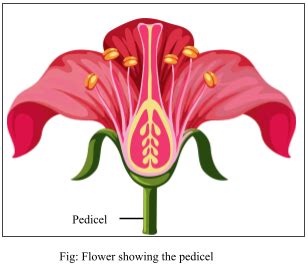 Differentiate between a. Bract and Bracteole b. Pulvinus and petiole c. Pedicel and peduncle d ...