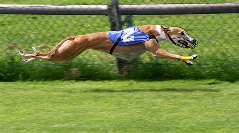 Double Suspension Gallop Full Extension Unusual Dog Breeds Big Dog