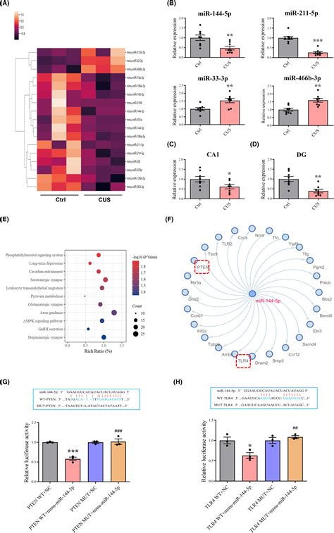 Clinical And Preclinical Evaluation Of MiR1445p As A Key Target For