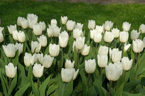 Tulip White Prince Bulbs Buy Tulip Bulbs Online In Pakistan Bagh Pk