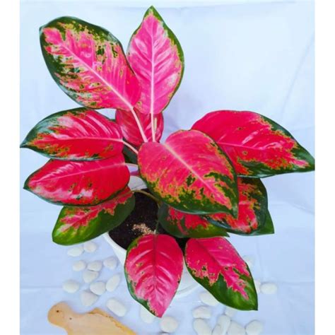 Aglaonema Red Kocin Kochin Tanaman Hias Aglonema Red Kocin Kochin