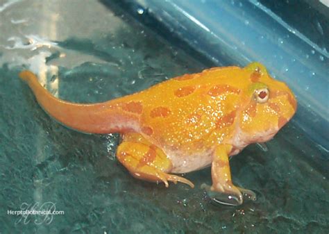 Pac Man Frogs South American Horned Frogs Care Sheet Reptiles Cove