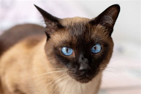 10 Best Cat Breeds With Blue Eyes