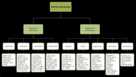 Solution Reproduccion Asexual Studypool